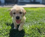 Small Photo #4 Golden Retriever Puppy For Sale in ORANGE, CA, USA