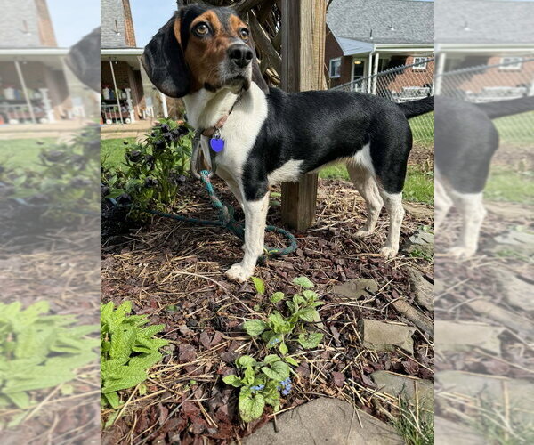 Medium Photo #4 Beagle-Unknown Mix Puppy For Sale in Springdale, PA, USA