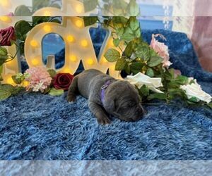 Cane Corso Puppy for sale in OOLOGAH, OK, USA