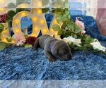 Image preview for Ad Listing. Nickname: Presley