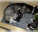 Small #18 Siberian Husky