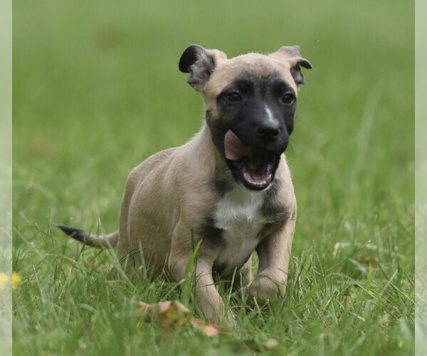 Medium Photo #3 Boxer-Unknown Mix Puppy For Sale in Mechanicsburg, PA, USA