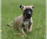 Small #2 Boxer Mix