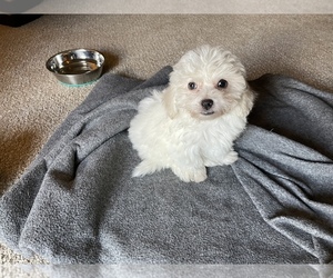 Zuchon Puppy for sale in CLEVELAND, OH, USA