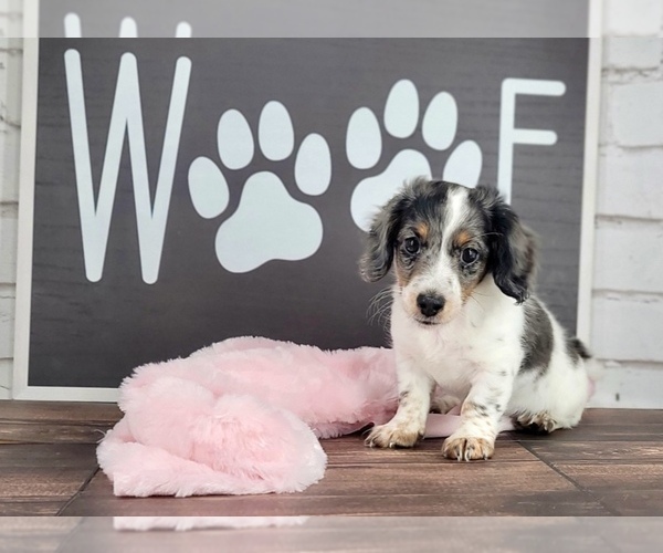 Medium Photo #2 Dachshund Puppy For Sale in NAPLES, FL, USA