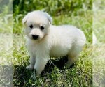 Small #4 German Shepherd Dog
