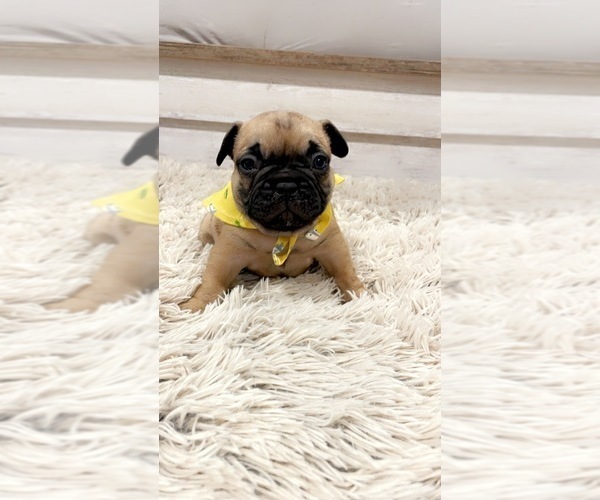 Medium Photo #1 French Bulldog Puppy For Sale in TULLAHOMA, TN, USA