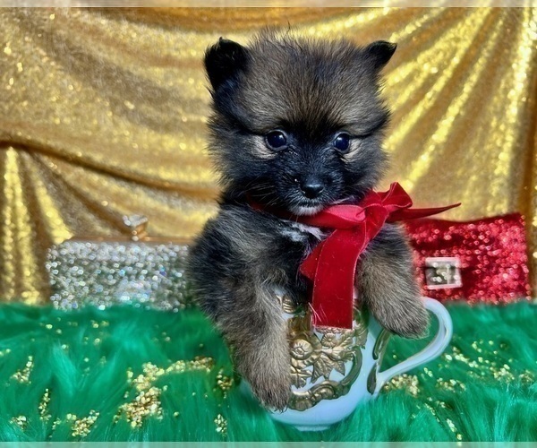 Medium Photo #9 Pomeranian Puppy For Sale in HAYWARD, CA, USA