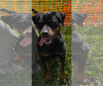 Small #8 Rottweiler