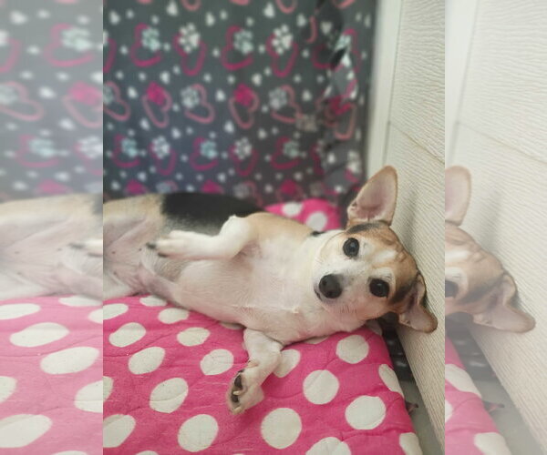 Medium Photo #8 Chihuahua Puppy For Sale in Pacolet, SC, USA