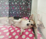 Small #7 Chihuahua