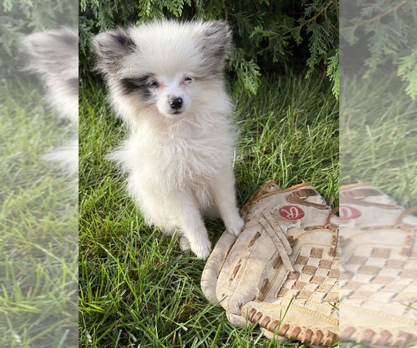 Medium Photo #4 Pomeranian Puppy For Sale in MIDDLEBURY, IN, USA