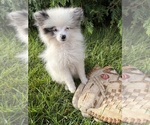 Small #3 Pomeranian