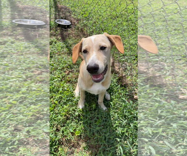 Medium Photo #6 Chihuahua-Retriever  Mix Puppy For Sale in Virginia Beach, VA, USA