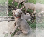 Small Photo #9 Weimaraner Puppy For Sale in WHITE HALL, AR, USA