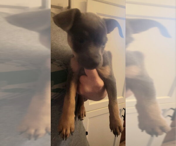 Medium Photo #2 Chihuahua-Unknown Mix Puppy For Sale in Rocky Mount, NC, USA