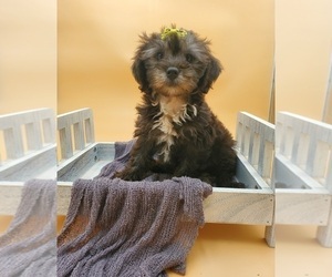 Lhasa-Poo Puppy for sale in GOSHEN, IN, USA