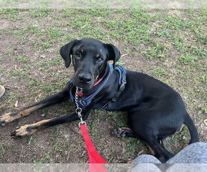 Rotterman Dogs for adoption in New York, NY, USA