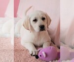 Small Photo #5 Labrador Retriever Puppy For Sale in SYRACUSE, IN, USA