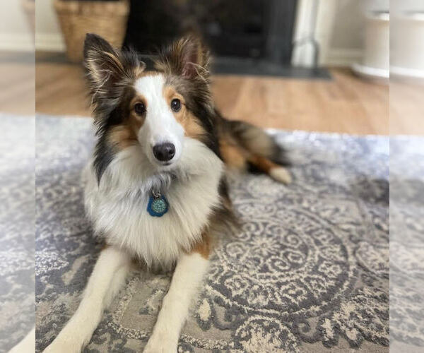 Medium Photo #6 Shetland Sheepdog Puppy For Sale in CHESAPEAKE, VA, USA