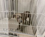 Small #1 American Pit Bull Terrier Mix