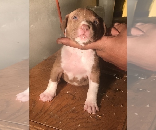 Medium Photo #2 American Bully Puppy For Sale in CO SPGS, CO, USA