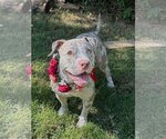 Small Photo #6 American Pit Bull Terrier-Catahoula Leopard Dog Mix Puppy For Sale in Redlands, CA, USA