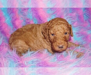 Labradoodle Puppy for sale in LA HABRA, CA, USA