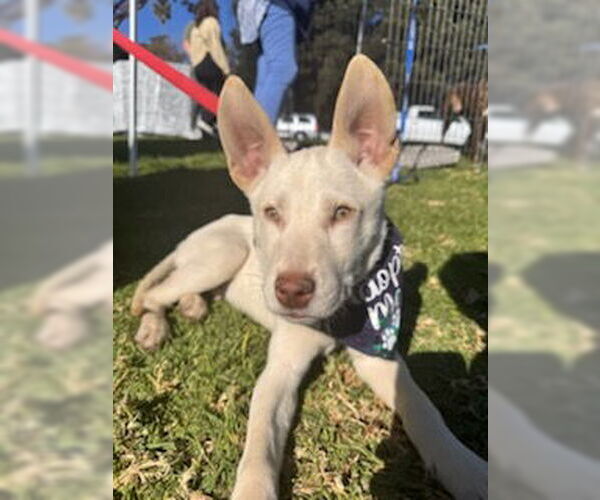 Medium Photo #7 Huskies -Unknown Mix Puppy For Sale in Lake Elsinore, CA, USA