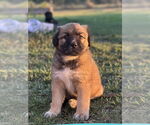 Small #1 Mutt