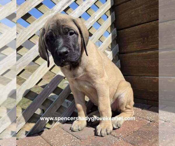 Medium Photo #11 Mastiff Puppy For Sale in CABOOL, MO, USA