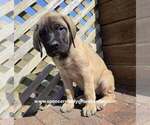 Daisy - Female Mastiff Puppy for Sale - Photo #11