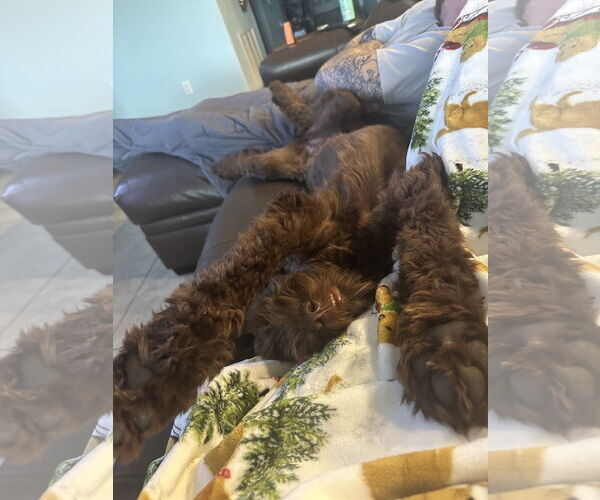 Medium Photo #5 Labrador Retriever-Unknown Mix Puppy For Sale in Valrico, FL, USA