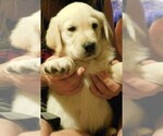 Small Photo #19 Golden Retriever Puppy For Sale in IDAHO SPRINGS, CO, USA