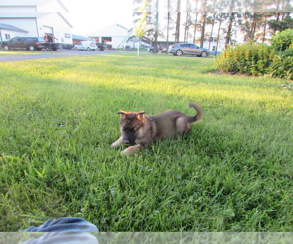 Medium Photo #6 Gerberian Shepsky Puppy For Sale in OWEN, WI, USA