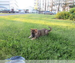 Small #5 Gerberian Shepsky