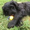 Puppy 6 Portuguese Water Dog