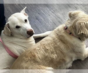 Blu - Male Labrador Retriever-Unknown Mix Dog for Adoption - Photo #4