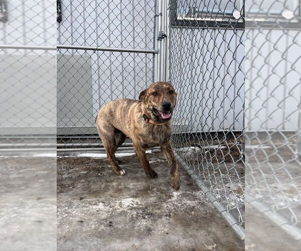 Medium Photo #2 Mutt Puppy For Sale in Calgary, Alberta, Canada