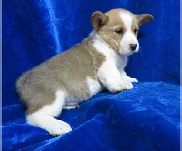 Medium Photo #8 Pembroke Welsh Corgi Puppy For Sale in NORWOOD, MO, USA
