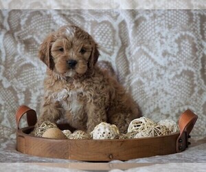 Cocker Spaniel-Poodle (Miniature) Mix Puppy for sale in FREDERICKSBG, OH, USA