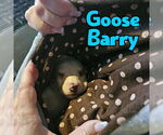Small #7 Dachshund