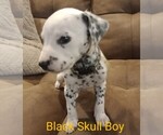 Puppy 7 Dalmatian