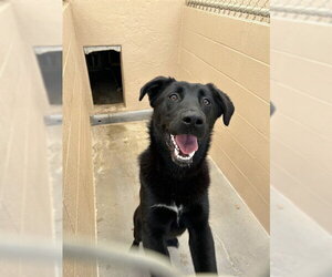 German Shepherd Dog Dogs for adoption in Ojai, CA, USA