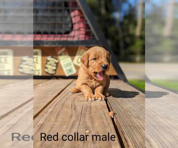 Medium Photo #1 Golden Retriever Puppy For Sale in RAEFORD, NC, USA