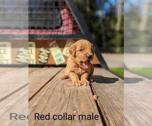 Golden Retriever Puppy for sale in RAEFORD, NC, USA