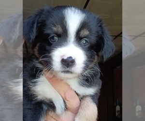 Miniature Australian Shepherd Puppy for sale in BLACKSBURG, SC, USA