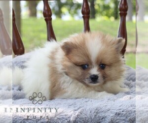 Pomeranian Puppy for sale in DRY RUN, PA, USA