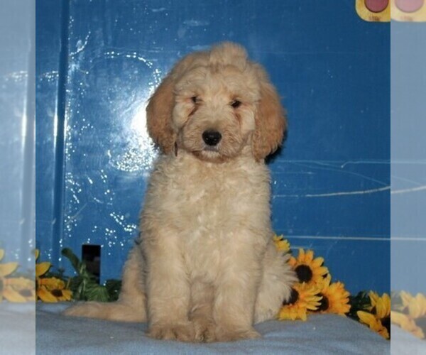 Medium Photo #2 Goldendoodle-Poodle (Standard) Mix Puppy For Sale in NEW PROVIDENCE, PA, USA