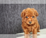 Small Photo #8 Poodle (Toy) Puppy For Sale in LOS ANGELES, CA, USA